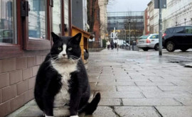 Толстый кот стал главной достопримечательностью средневекового польского городка