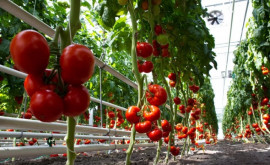 В Молдове может сократиться производство тепличных томатов