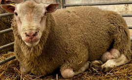 Овцеводы сообщают о случаях заболевания Bradsot