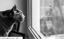 История кота которому досталась роль терапевта в больнице Лондона