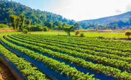 Государство будет субсидировать развитие органического сельского хозяйства 