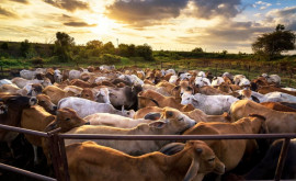 Молдова переживает спад в секторе животноводства уже несколько десятилетий