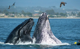 Cel mai mare grup de balene văzut de la sfîrșitul secolului XX încoace