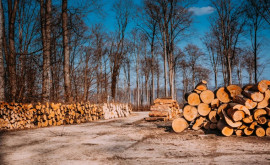 Незаконная вырубка лесополос постоянная проблема в Молдове