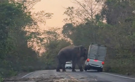 Un elefant a intrat pe o șosea și a răsturnat o camionetă cu colții și trompa