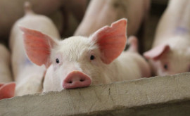 На севере Молдовы вспышка африканской чумы свиней