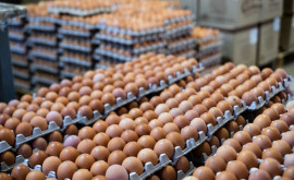 MИДЕИ приветствует решение ЕС о либерализации экспорта мяса и яиц из Молдовы