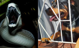 Как собаке удалось спасти своего хозяина от одной из самых ядовитых змей в мире