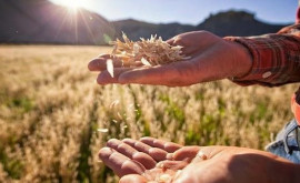 Ministerul Agriculturii anunță startul depunerii solicitărilor pentru subvenții în avans
