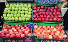Десятки тонн молдавских яблок экспортированы в Индию