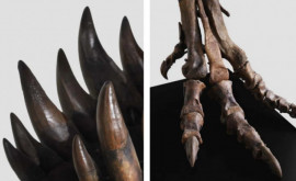 Европейский аукционный дом выставит на продажу скелет тираннозавра 