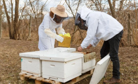 Apicultorii de pe ambele maluri ale Nistrului produc și exportă turte dulci pentru albine