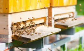 În Moldova a apărut prima linie de producere a hranei pentru albini