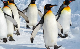 Șase pinguini operați de cataractă