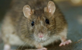 В Уэльсе небольшой городок подвергся нашествию крыс размером с кошку