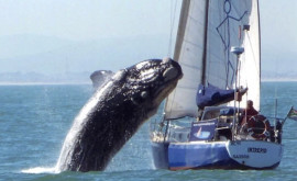 O balenă uriașă a scufundat barca unui echipaj de navigatori în Oceanul Pacific