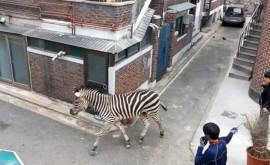 O zebră sa plimbat mai multe ore prin centrul orașului Seul