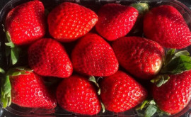 În Moldova a început sezonul vînzării în masă a căpșunilor Care sînt prețurile 