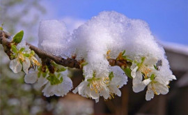 Cum va afecta vremea rece din Moldova culturile fructifere