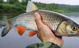 Местная рыба может полностью исчезнуть с отечественных прилавков