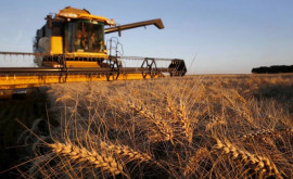 Какой урожай пшеницы в Молдове ожидают фермеры в этом году