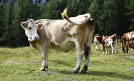 Crescătorii de vite din sate spun că prețul la lapte nu le acoperă cheltuielile 