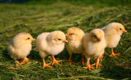 Власти запретили продажу цыплят на рынках