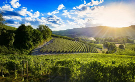 Какова ситуация в Молдове с инвестициями в виноградарство