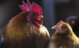 Gripa aviară este atît de gravă în Japonia încît fermierii nu mai au unde să îngroape păsările moarte