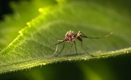 Появился новый вид комаров распространяющих опасные вирусы