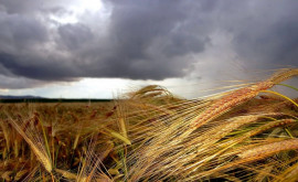 Cît de afectate au fost culturile agricole de condițiile meteo din ultimele zile 