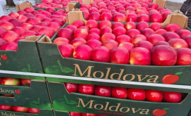 Rusia rămîne principalul consumator de mere moldovenești