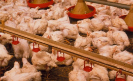 Злоумышленник приговорен к тюремному заключению за то что напугал до смерти 1100 цыплят