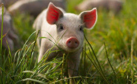 Вспышка африканской чумы свиней В какой зоне были сняты ограничения