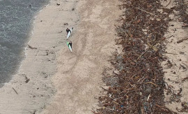 Заваленный мусором популярный пляж попал на фото 