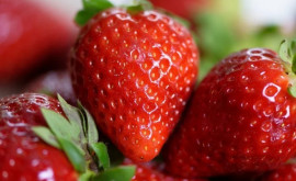 Primele căpșuni moldovenești vor apărea în vînzare în săptămîna Paștelui