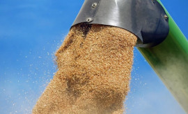 Еще одна европейская страна может запретить импорт зерна из Украины