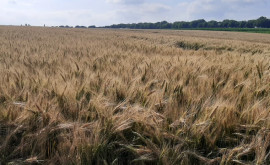 Cum va fi recolta de grîu în 2023 Prognozele experților