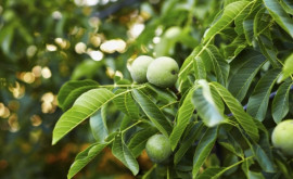 Как молдавским фермерам сохранить будущий урожай раннего грецкого ореха