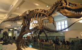 В Швейцарии с аукциона за 53 млн долларов продан скелет самого известного динозавра Tirannosaurus Rex