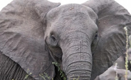 Слоны лишились двух третей своей территории обитания в Азии 