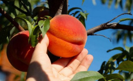 Mai puține fructe în acest an Livezile din Moldova afectate de înghețuri