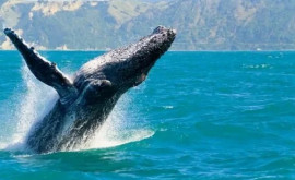 Массовая гибель китов у побережья Флориды Ученые ищут ответ 