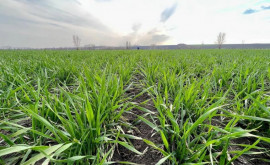Institutul Selecția va produce semințe de grîu pentru terenurile ecologice