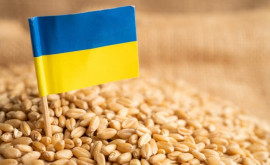 Ministerul Agriculturii va propune interzicerea importurilor de cereale ucrainene în R Moldova