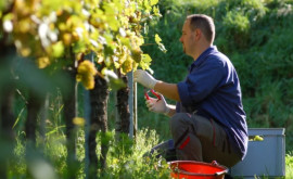Некоторые производители винограда могут остаться без субсидий