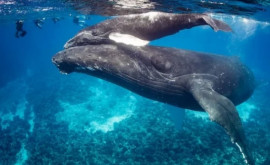 Balenele surprinse în timpul unei proceduri de exfoliere a întregului corp pe fundul mării