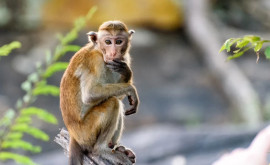 Оспа обезьян больше не является ЧП в области общественного здравоохранения