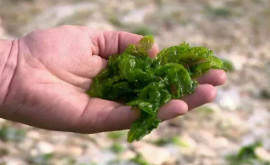 Еврокомиссия потребовала собирать водоросли из Черного моря для употребления в пищу