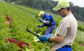 Правительство Великобритании объявило количество сезонных сельскохозяйственных виз